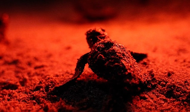 Başkan Hatice Gençay: "Didim'in Minik Ev Sahiplerine Sahip Çıkmaya Devam Edeceğiz"