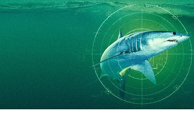 'Dünyanın En Büyük Mako Köpekbalığı',   19 Temmuz Pazar Saat 20.00'de  National Geographic WILD Ekranlarında!