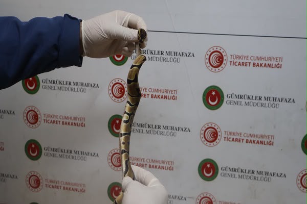 Kapıkule’de 67 canlı piton ele geçirildi