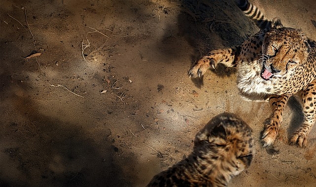 'Safarinin Gizli Dünyası',   6 Eylül Pazar Saat 20.00'de İki Bölüm Art Arda National Geographic WILD Ekranlarında!