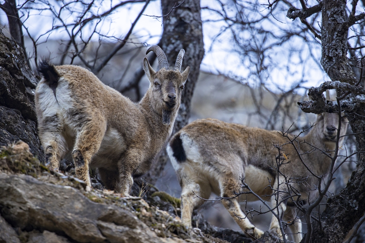 Tunceli'de yaban keçileri Munzur Vadisi'ne indi Tunceli'de yaban keçileri Munzur Vadisi'ne indi