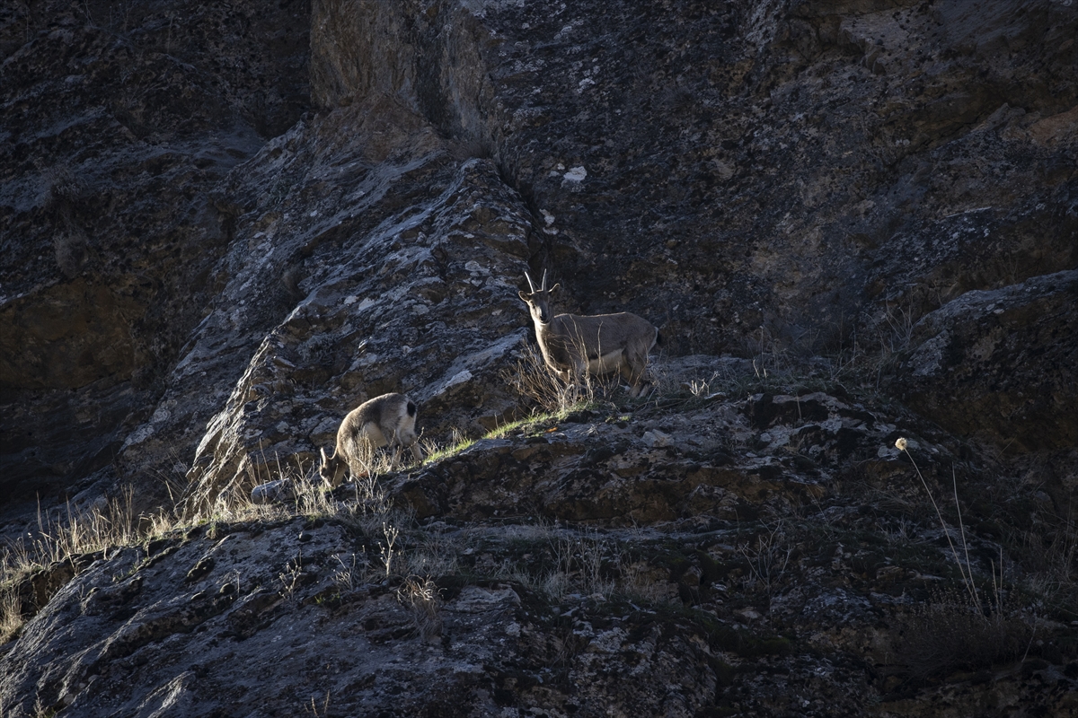 Tunceli'de yaban keçileri Munzur Vadisi'ne indi Tunceli'de yaban keçileri Munzur Vadisi'ne indi