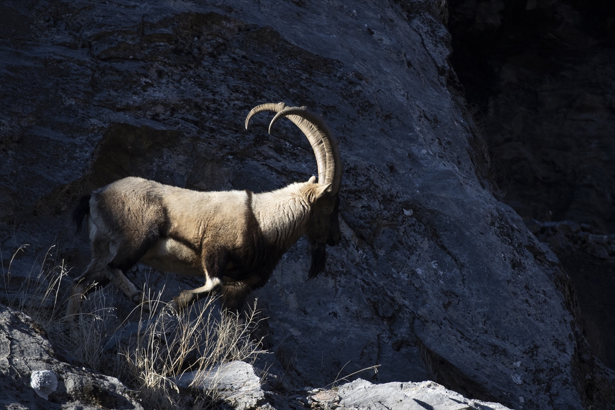 Tunceli'de yaban keçileri Munzur Vadisi'ne indi Tunceli'de yaban keçileri Munzur Vadisi'ne indi