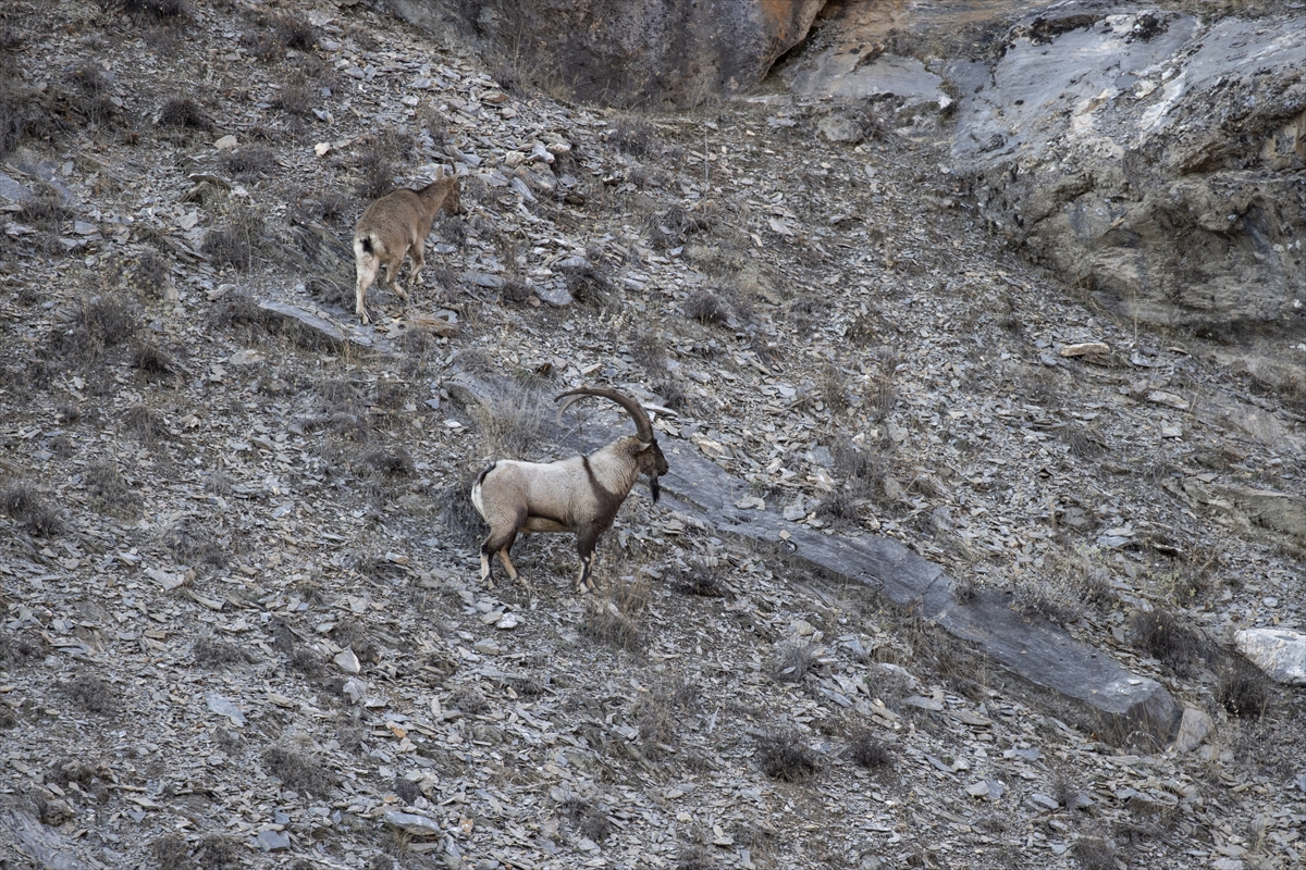 Tunceli'de yaban keçileri Munzur Vadisi'ne indi Tunceli'de yaban keçileri Munzur Vadisi'ne indi