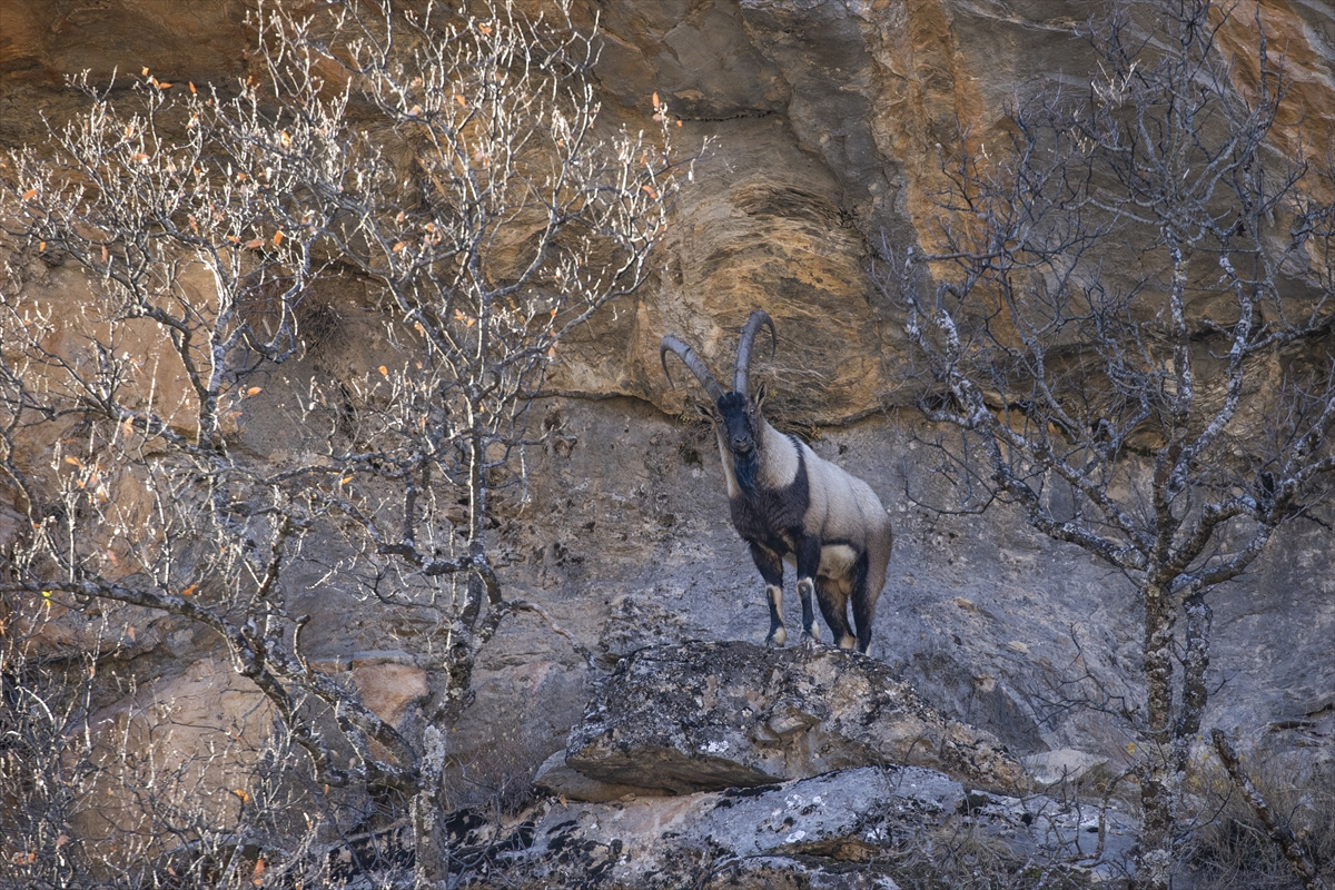 Tunceli'de yaban keçileri Munzur Vadisi'ne indi Tunceli'de yaban keçileri Munzur Vadisi'ne indi