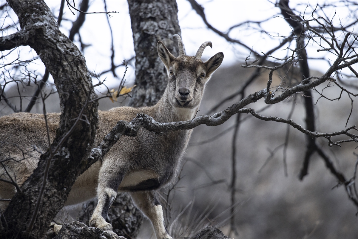 Tunceli'de yaban keçileri Munzur Vadisi'ne indi Tunceli'de yaban keçileri Munzur Vadisi'ne indi