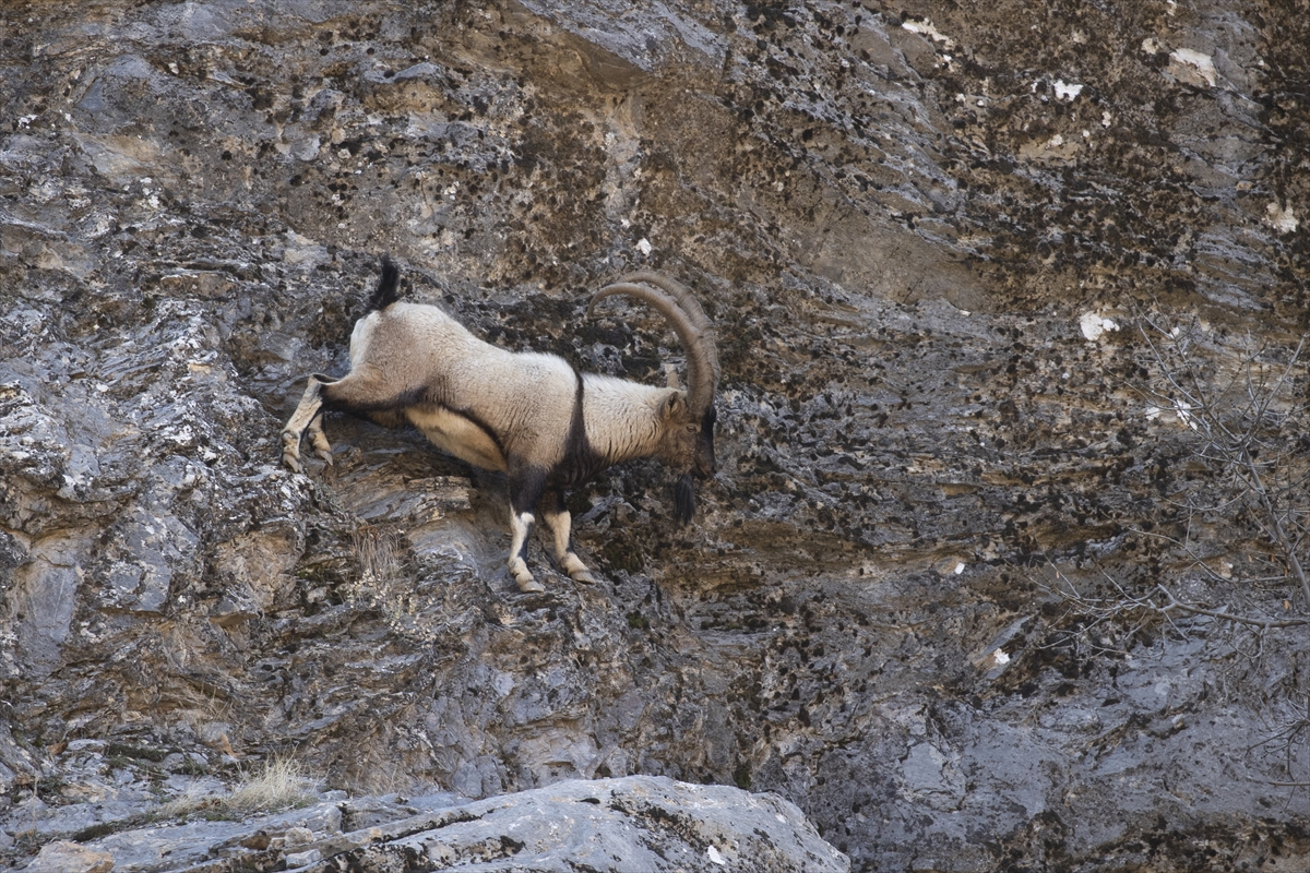 Tunceli'de yaban keçileri Munzur Vadisi'ne indi Tunceli'de yaban keçileri Munzur Vadisi'ne indi