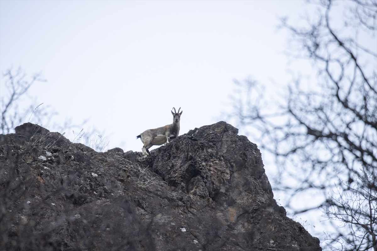 Tunceli'de yaban keçileri Munzur Vadisi'ne indi Tunceli'de yaban keçileri Munzur Vadisi'ne indi