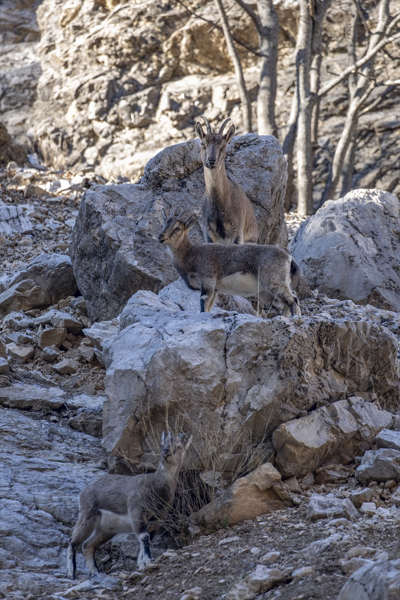 Tunceli'de yaban keçileri Munzur Vadisi'ne indi Tunceli'de yaban keçileri Munzur Vadisi'ne indi