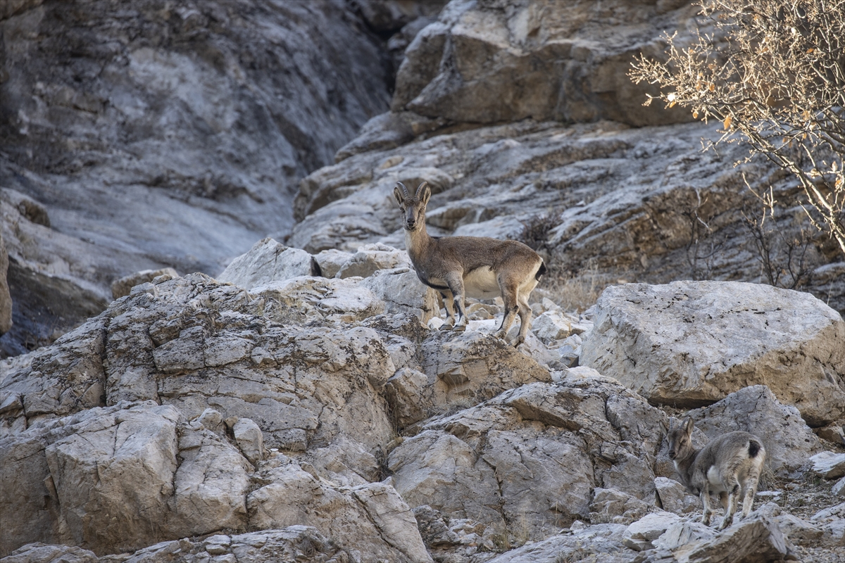 Tunceli'de yaban keçileri Munzur Vadisi'ne indi Tunceli'de yaban keçileri Munzur Vadisi'ne indi