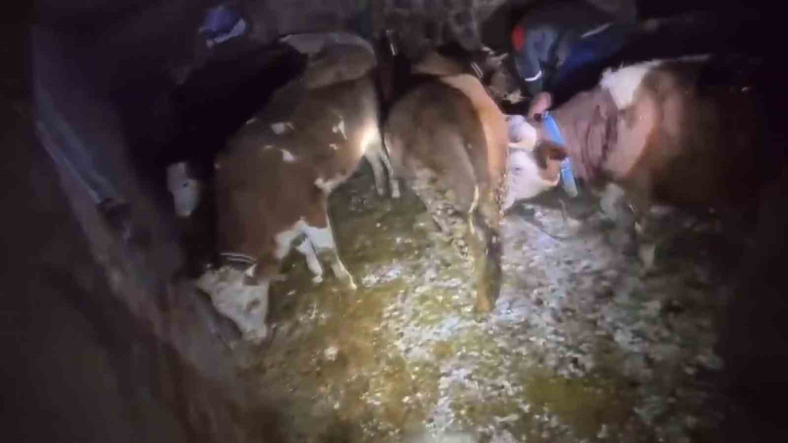 Adıyaman’da ahır çöktü, 3 büyükbaş hayvan telef oldu
