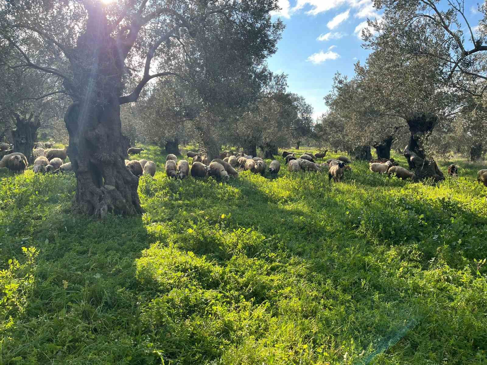 Balıkesir’de zeytinliklerde koyun otlatan çobana ceza
