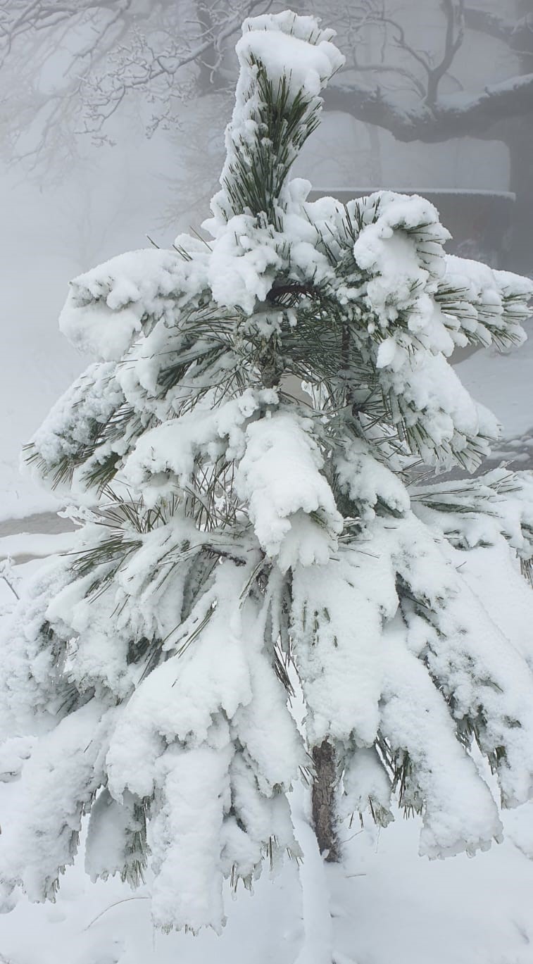 Beyaz örtüyü gören Aydınlılar zirveye tırmandı
Beyaz örtüyü gören Aydınlılar zirveye tırmandı