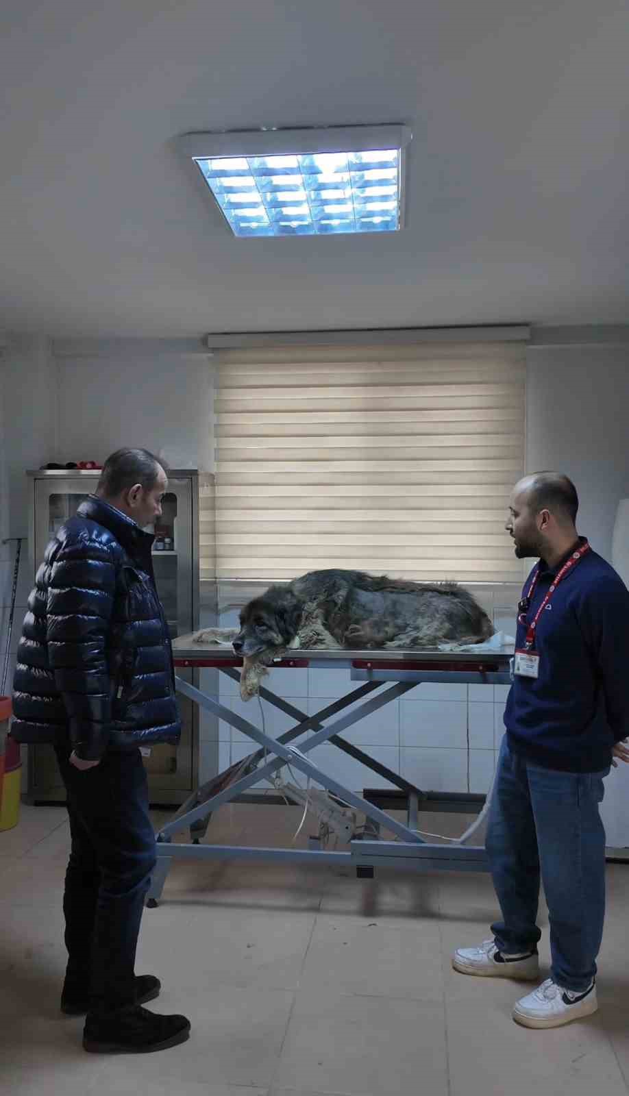 Bolu’da ezilen köpeğin röntgeninden 400 saçma çıktı:
