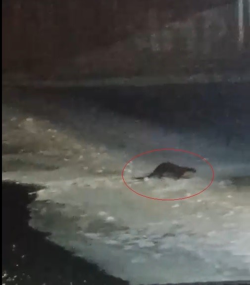 Buz tutan Çoruh’ta su samuru heyecanı: Vatandaşlar "gel gel" diye seslendi
