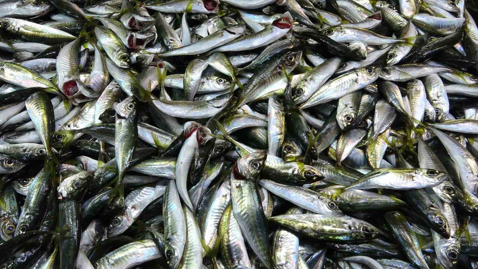 Denizdeki fırtına avını etkilese de balık fiyatlarını etkilemedi
