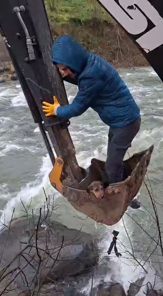 Dereli’de derede mahsur kalan köpek belediye ekiplerince kurtarıldı
Dereli’de derede mahsur kalan köpek belediye ekiplerince kurtarıldı