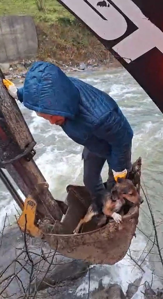 Dereli’de derede mahsur kalan köpek belediye ekiplerince kurtarıldı
Dereli’de derede mahsur kalan köpek belediye ekiplerince kurtarıldı