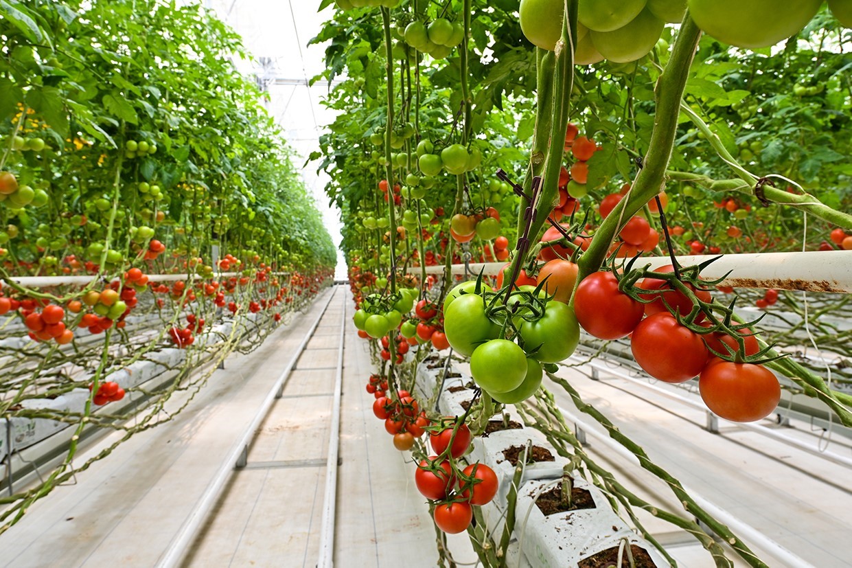HEKTAŞ, güçlü ESG performansıyla dünya ikincisi
HEKTAŞ, güçlü ESG performansıyla dünya ikincisi