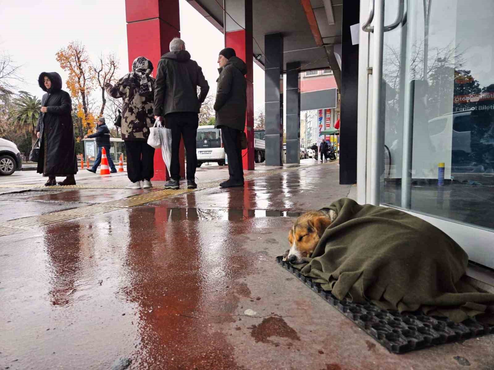 İç ısıtan hareket: Soğuktan titreyen köpeği şalla sardılar
İç ısıtan hareket: Soğuktan titreyen köpeği şalla sardılar