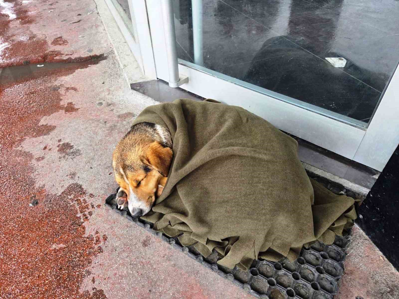 İç ısıtan hareket: Soğuktan titreyen köpeği şalla sardılar
İç ısıtan hareket: Soğuktan titreyen köpeği şalla sardılar