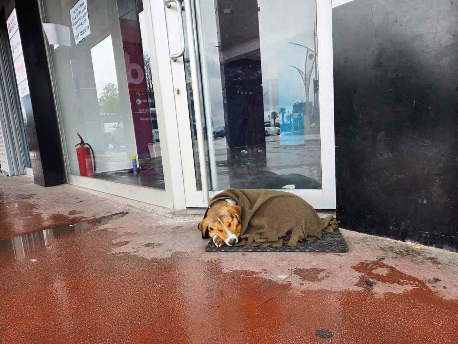 İç ısıtan hareket: Soğuktan titreyen köpeği şalla sardılar
İç ısıtan hareket: Soğuktan titreyen köpeği şalla sardılar