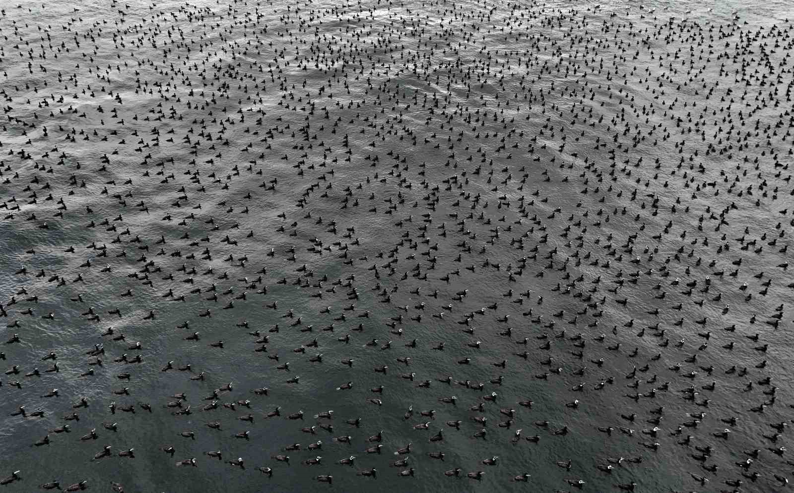 İstanbul’da dondurucu soğuk binlerce kuşu denizde bir araya getirdi
