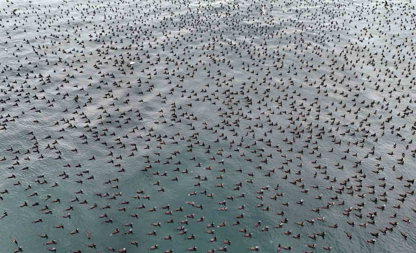 İstanbul’da dondurucu soğuk binlerce kuşu denizde bir araya getirdi

