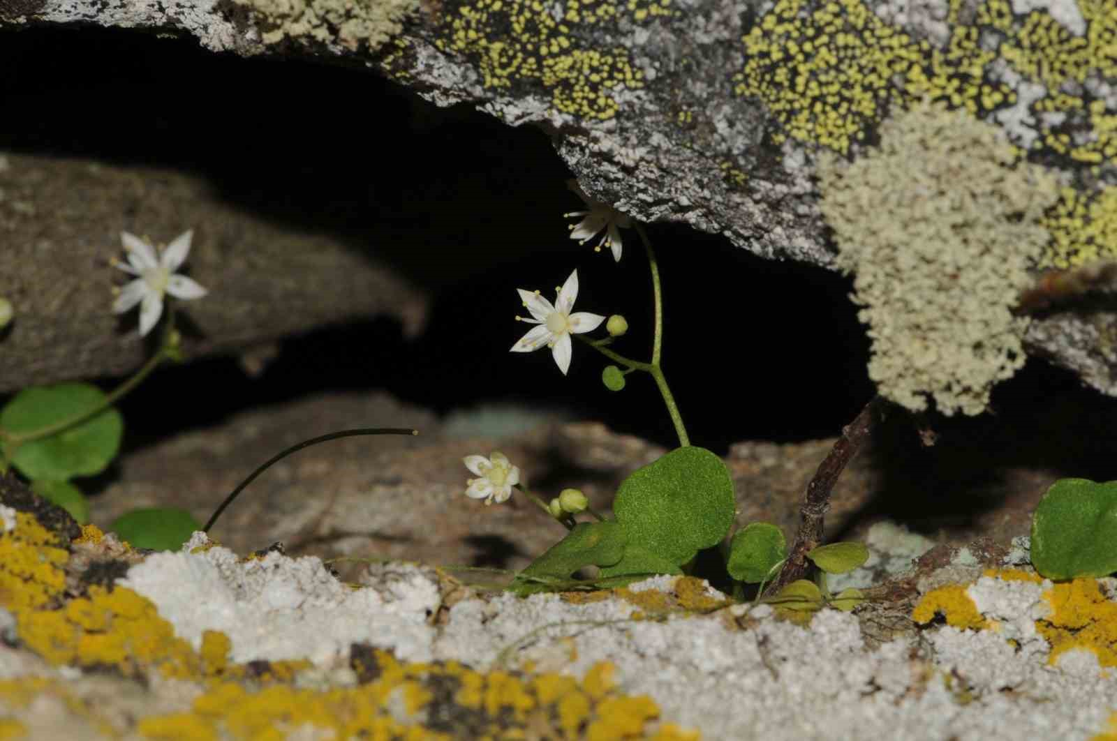 İzmir’de yeni bitki türü keşfedildi
