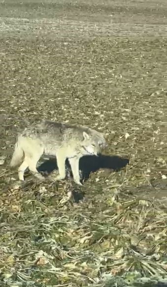 Kontrolsüz bırakılan gıdalar kurtların dengesini bozdu, kurtlar yerleşim yerlerine inmeye başladı
Kontrolsüz bırakılan gıdalar kurtların dengesini bozdu, kurtlar yerleşim yerlerine inmeye başladı