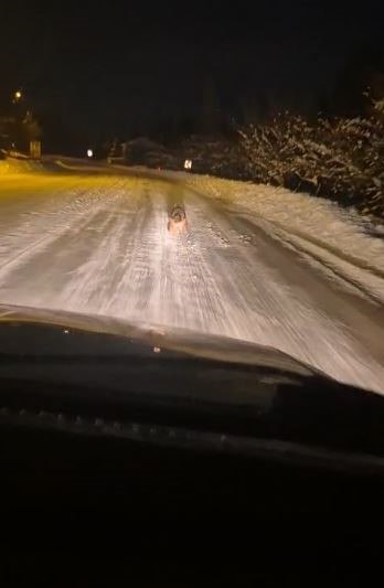 Kontrolsüz bırakılan gıdalar kurtların dengesini bozdu, kurtlar yerleşim yerlerine inmeye başladı
Kontrolsüz bırakılan gıdalar kurtların dengesini bozdu, kurtlar yerleşim yerlerine inmeye başladı