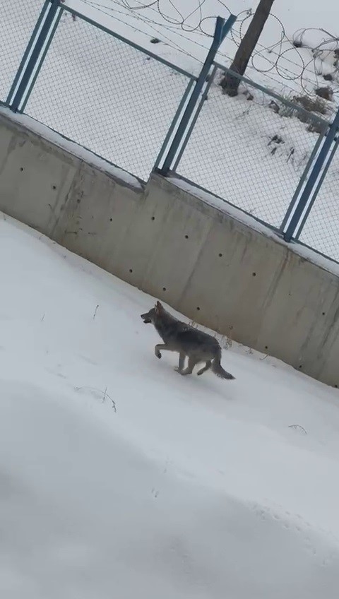 Kontrolsüz bırakılan gıdalar kurtların dengesini bozdu, kurtlar yerleşim yerlerine inmeye başladı
Kontrolsüz bırakılan gıdalar kurtların dengesini bozdu, kurtlar yerleşim yerlerine inmeye başladı