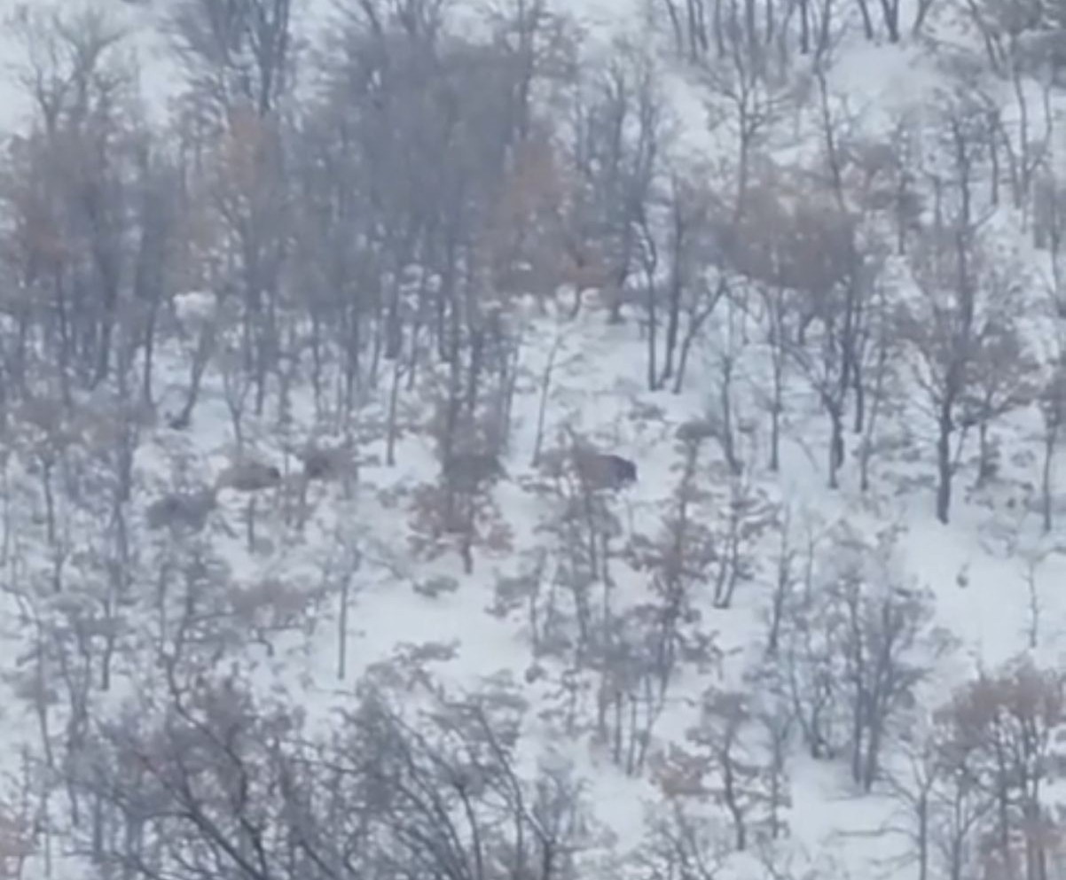 Malatya’da aç kalan domuz ve kurtlar, yerleşim yerlerine indi
Malatya’da aç kalan domuz ve kurtlar, yerleşim yerlerine indi