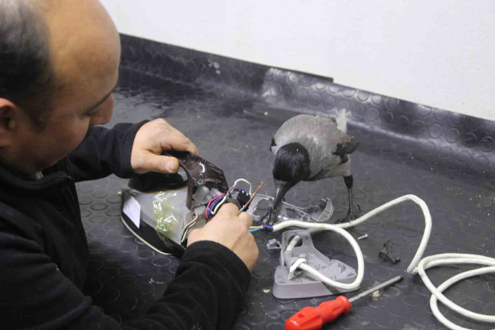 Tamirci çırağı karga
Tamirci çırağı karga