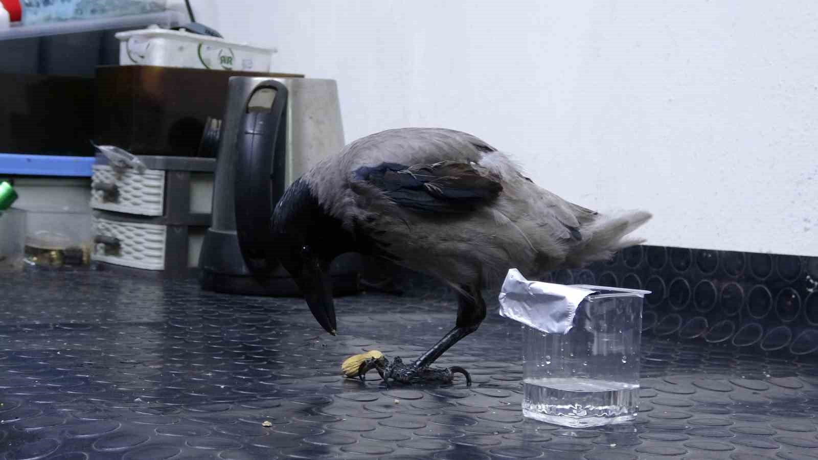 Tamirci çırağı karga
Tamirci çırağı karga