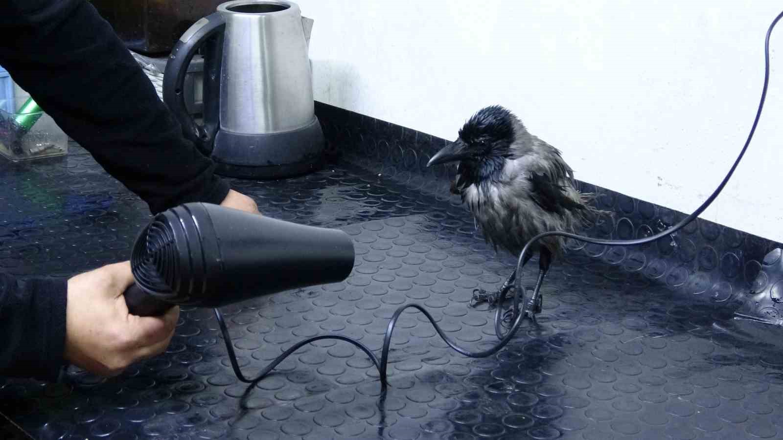 Tamirci çırağı karga
Tamirci çırağı karga