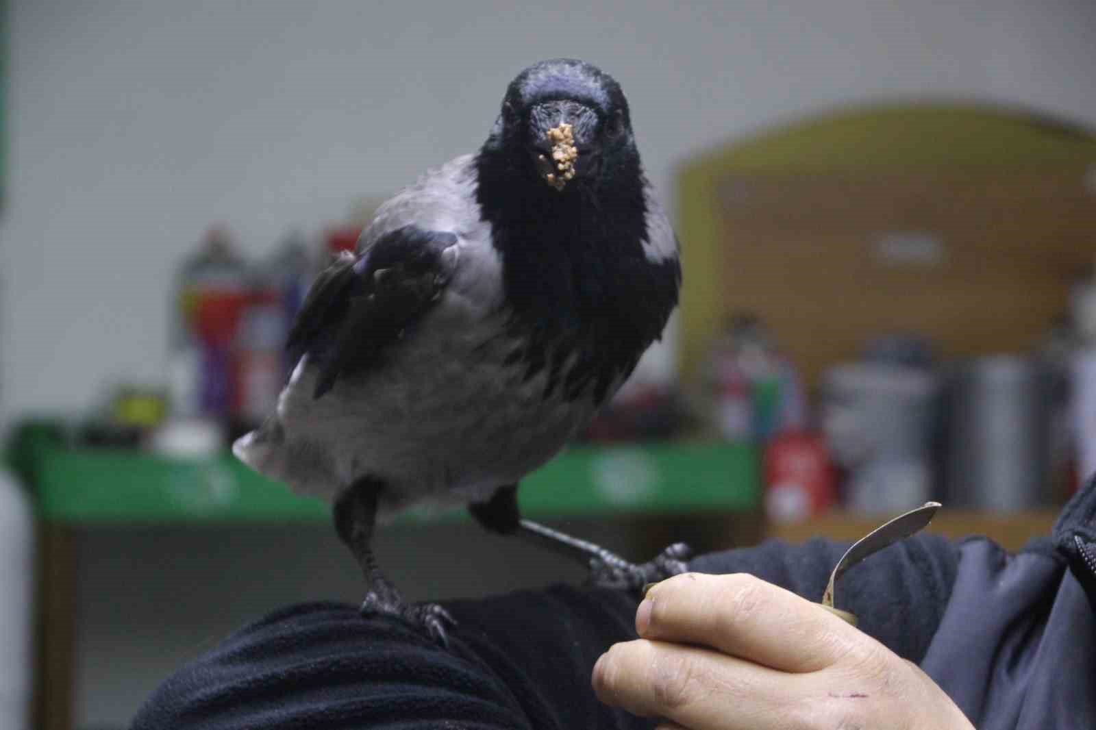 Tamirci çırağı karga
Tamirci çırağı karga