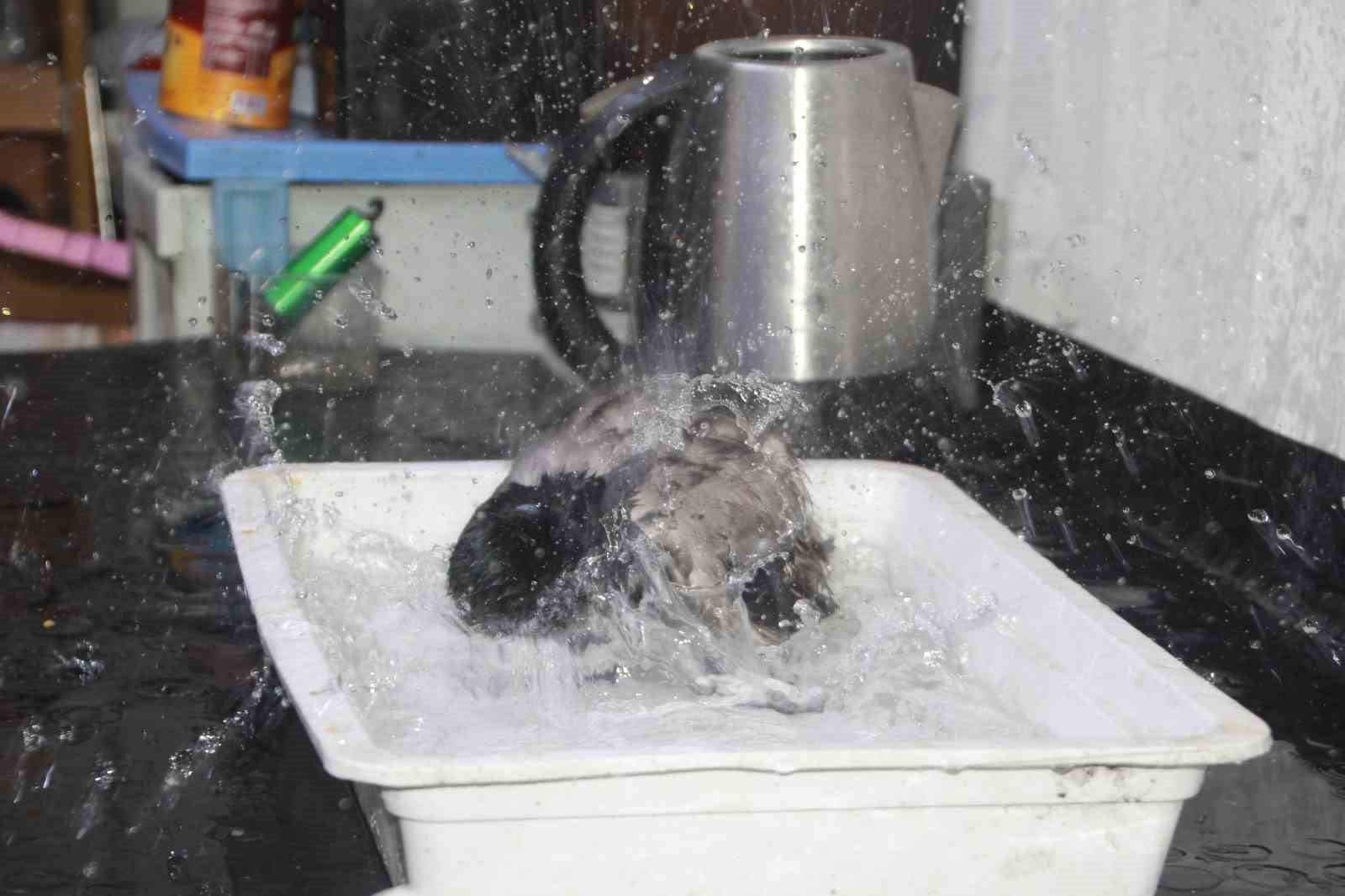 Tamirci çırağı karga
Tamirci çırağı karga