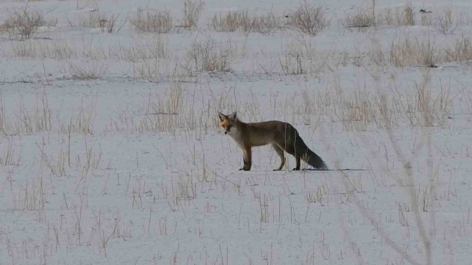 Van’da tilkilerin kar altındaki fare avı görüntülendi
Van’da tilkilerin kar altındaki fare avı görüntülendi