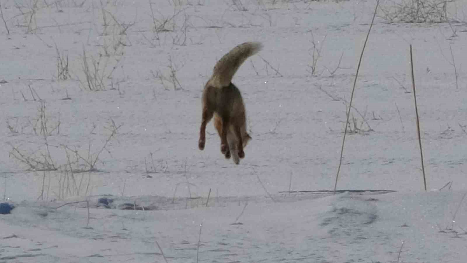 Van’da tilkilerin kar altındaki fare avı görüntülendi
Van’da tilkilerin kar altındaki fare avı görüntülendi
