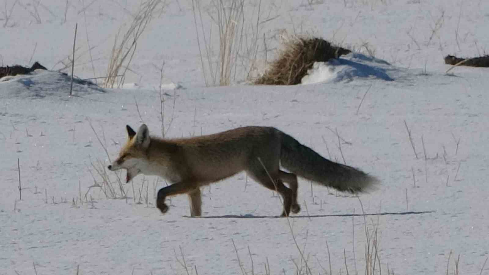 Van’da tilkilerin kar altındaki fare avı görüntülendi
Van’da tilkilerin kar altındaki fare avı görüntülendi