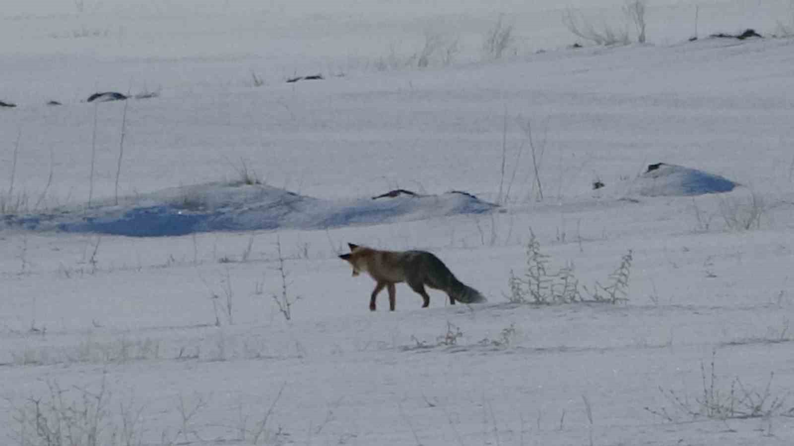 Van’da tilkilerin kar altındaki fare avı görüntülendi
Van’da tilkilerin kar altındaki fare avı görüntülendi