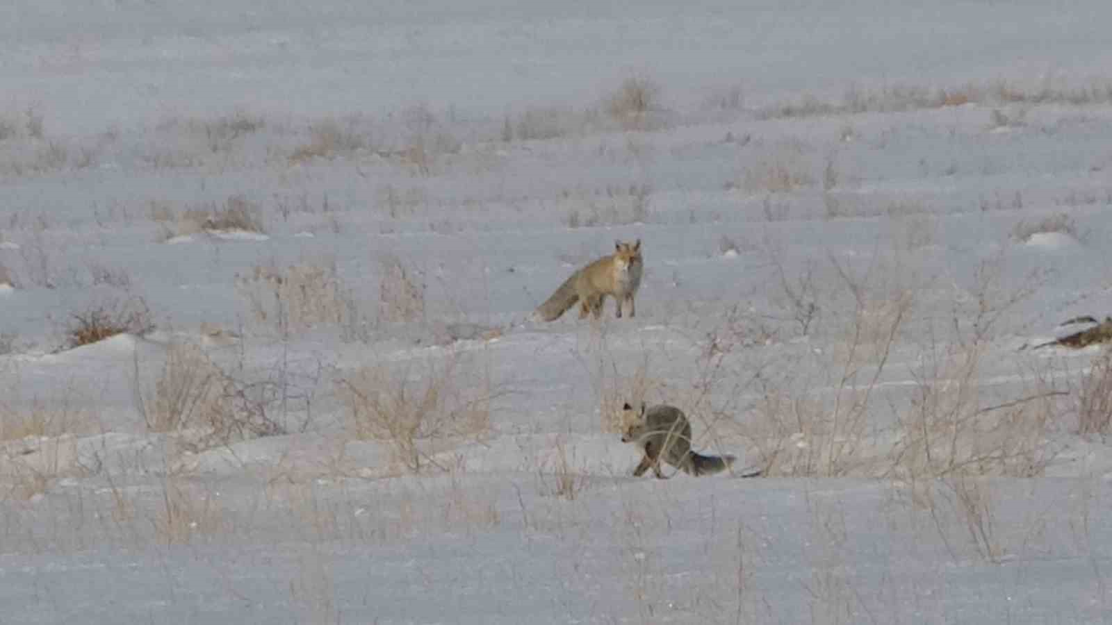 Van’da tilkilerin kar altındaki fare avı görüntülendi
Van’da tilkilerin kar altındaki fare avı görüntülendi