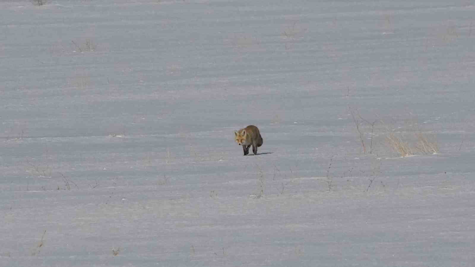 Van’da tilkilerin kar altındaki fare avı görüntülendi
Van’da tilkilerin kar altındaki fare avı görüntülendi