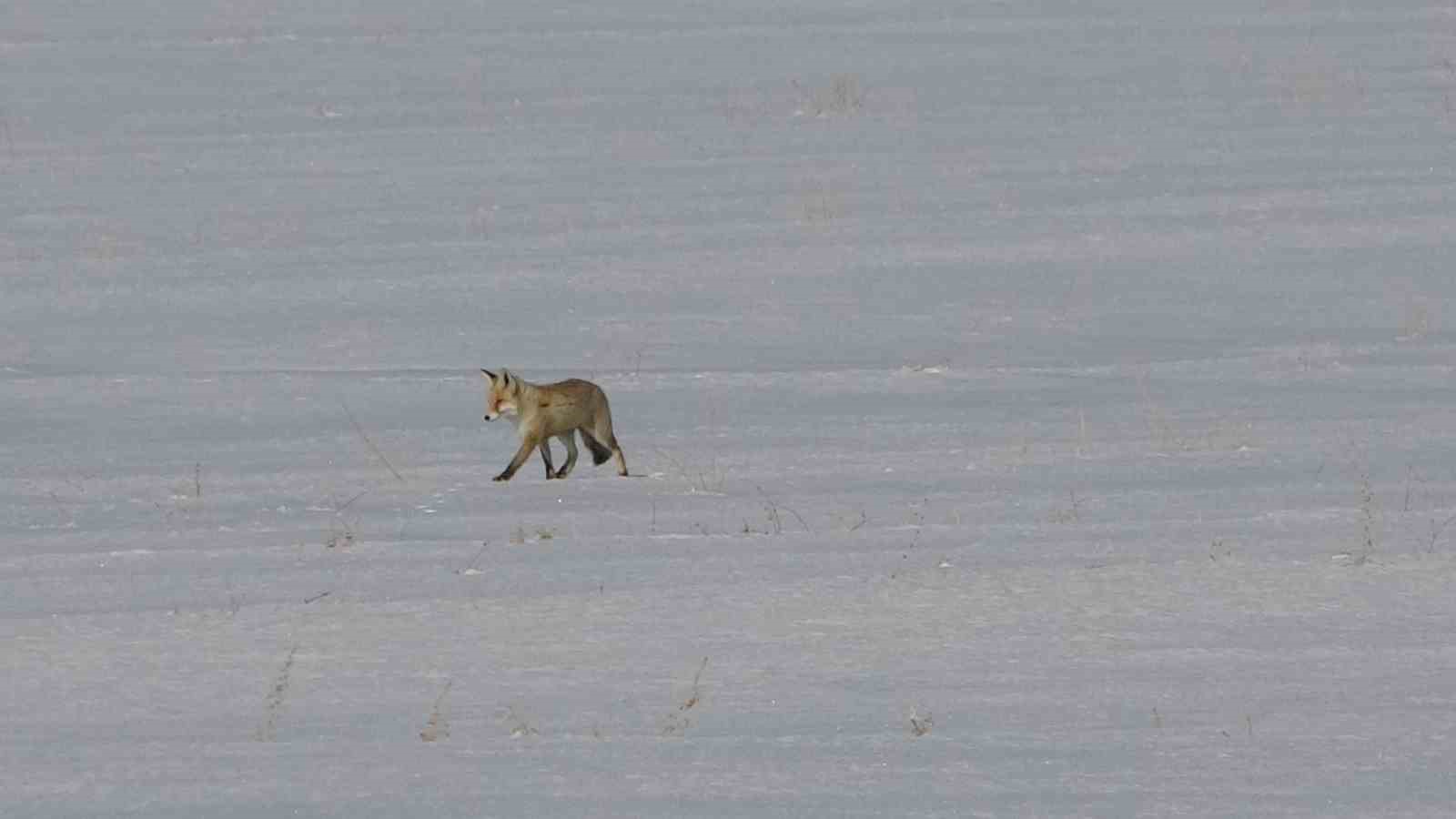 Van’da tilkilerin kar altındaki fare avı görüntülendi
Van’da tilkilerin kar altındaki fare avı görüntülendi