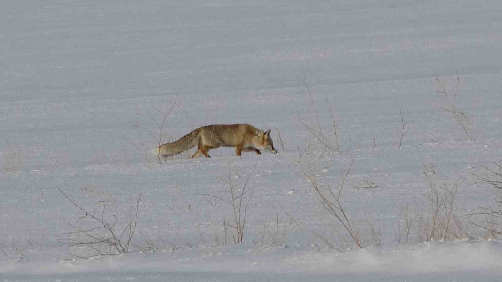 Van’da tilkilerin kar altındaki fare avı görüntülendi
Van’da tilkilerin kar altındaki fare avı görüntülendi