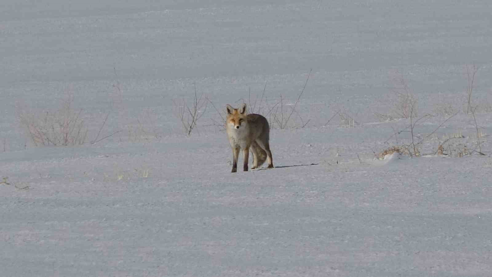 Van’da tilkilerin kar altındaki fare avı görüntülendi
Van’da tilkilerin kar altındaki fare avı görüntülendi