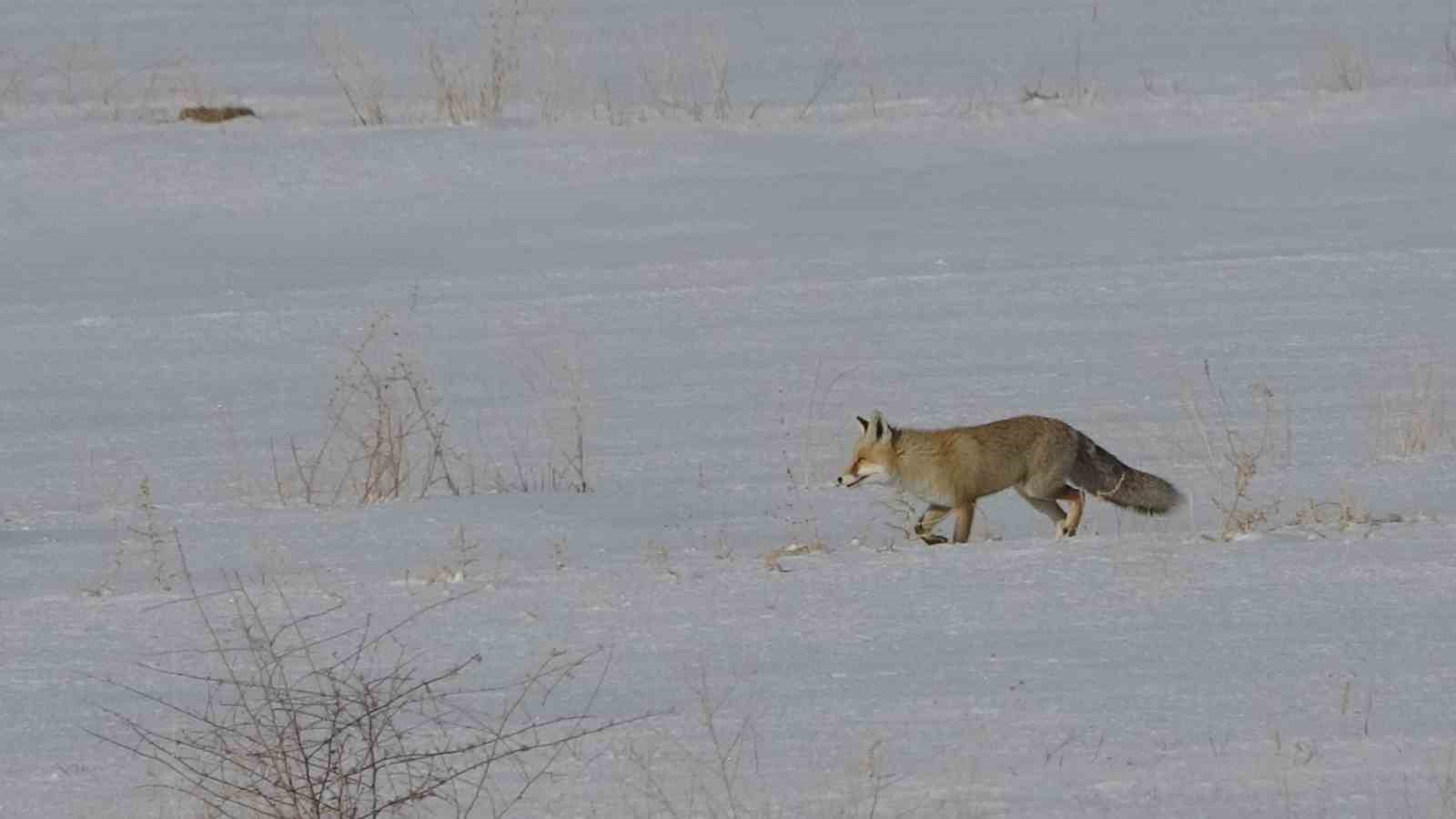 Van’da tilkilerin kar altındaki fare avı görüntülendi
Van’da tilkilerin kar altındaki fare avı görüntülendi
