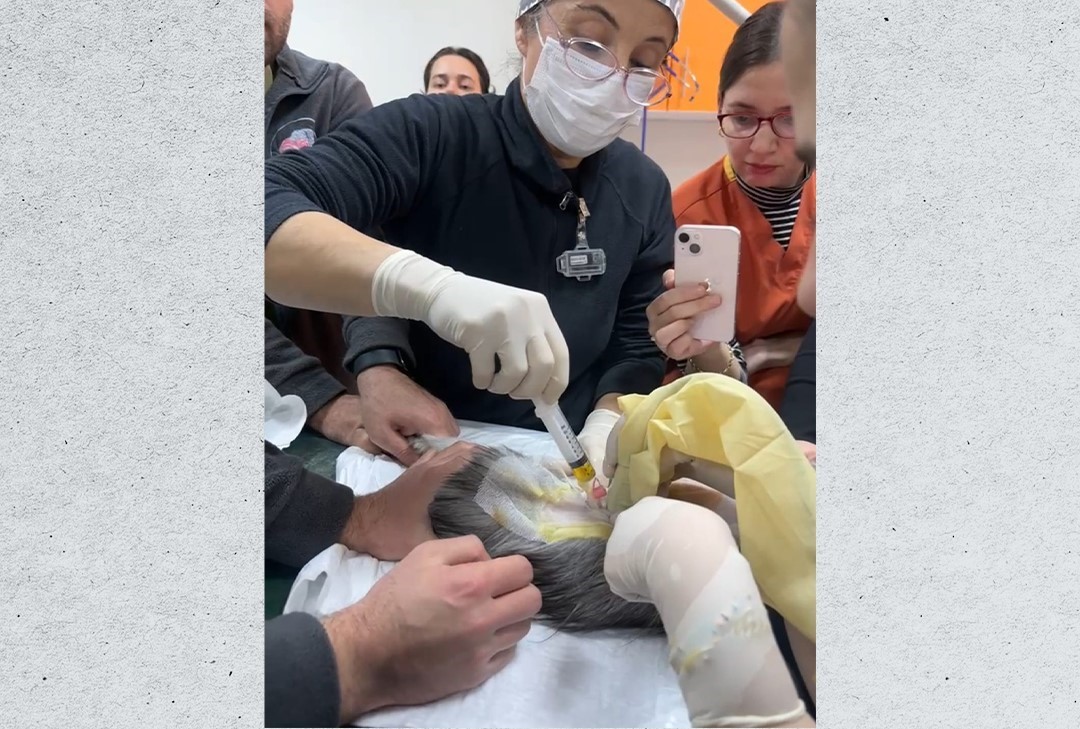 Veteriner Fakültesinde 3 bin hayvana şifa
Veteriner Fakültesinde 3 bin hayvana şifa