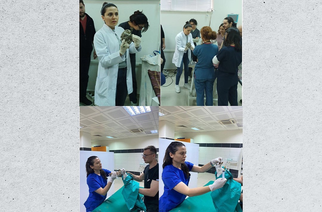 Veteriner Fakültesinde 3 bin hayvana şifa
Veteriner Fakültesinde 3 bin hayvana şifa